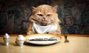 Resep Makanan Kucing Kaya Nutrisi