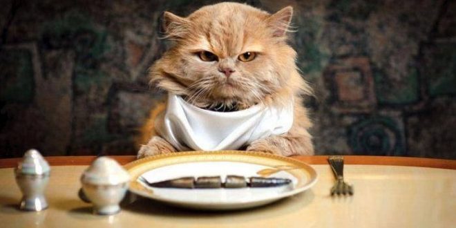 Resep Makanan Kucing Kaya Nutrisi