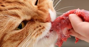 jenis makanan yang beracun bagi kucing