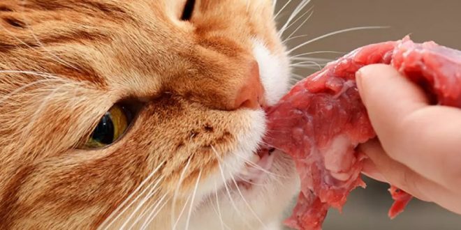 jenis makanan yang beracun bagi kucing