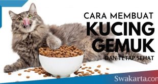 cara membuat kucing gemuk