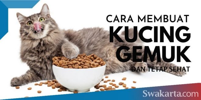 cara membuat kucing gemuk