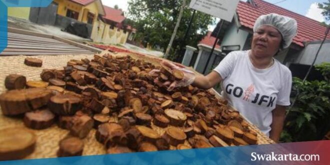 cara mengolah kayu bajakah